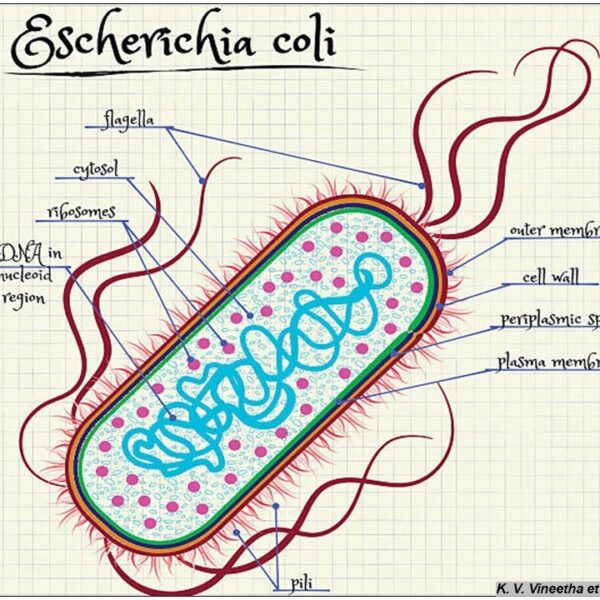 Diarrhea Diseases: Traveller’s Diarrhea