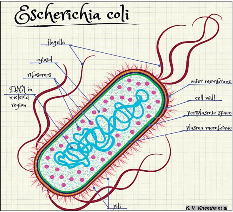 Diarrhea Diseases: Traveller’s Diarrhea